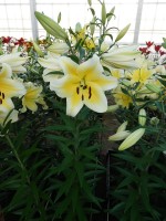 [4149 Manissa No01.JPG]